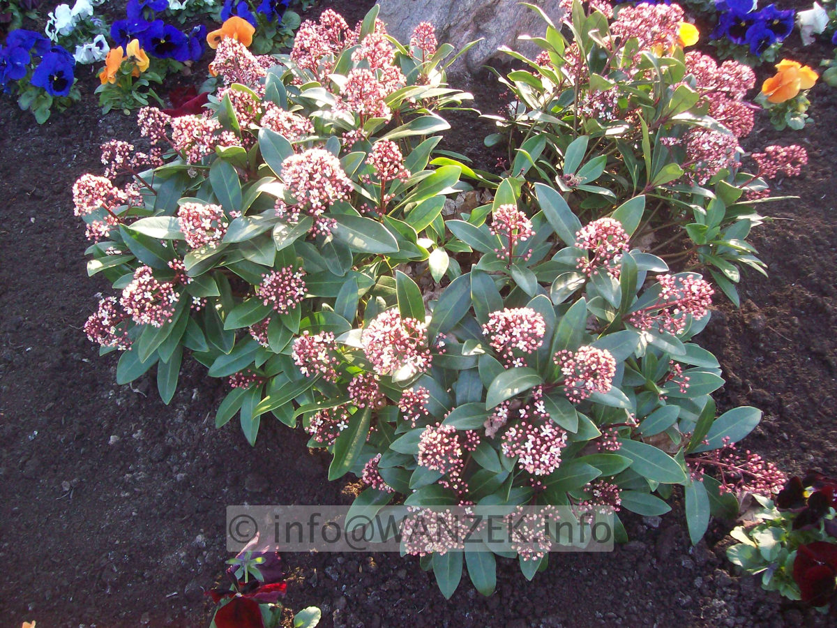 Skimmia japonica Rubella 04 - 3erGruppe.JPG